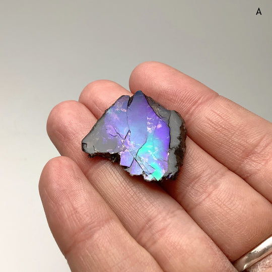 Ammolite Specimen - Rocks and Gems Canada