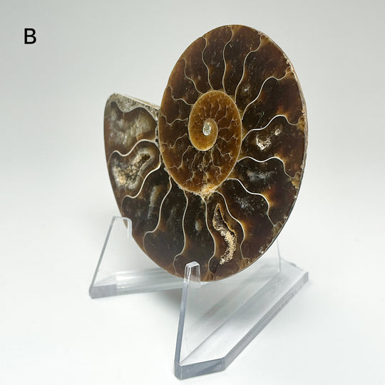 Chambered Ammonite