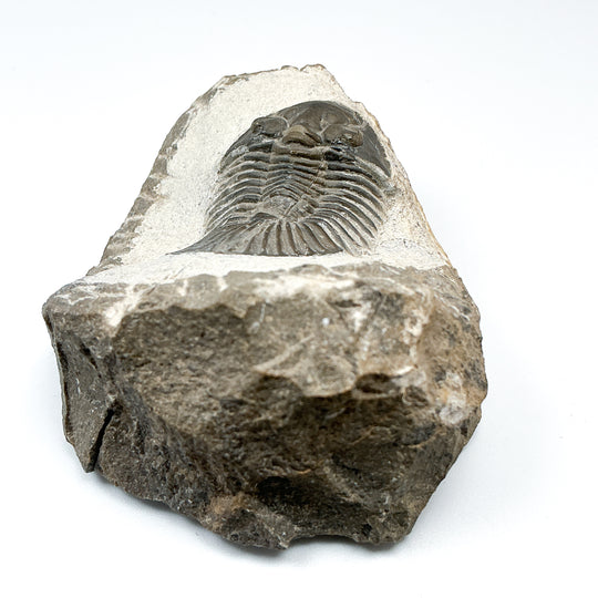 Trilobite Scutellum Fossil - Rocks and Gems Canada