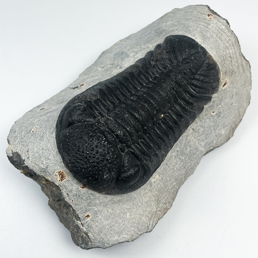 Trilobite Phacops Fossil