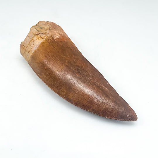 Fossilized Carcharodontosaurus Dinosaur Tooth Specimen