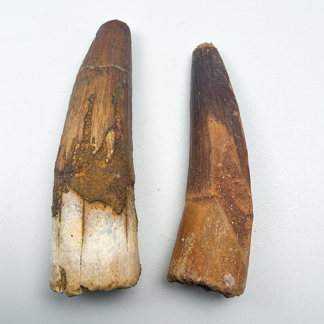 Fossilized Spinosaurus Tooth Specimen