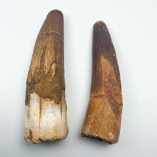 Fossilized Spinosaurus Tooth Specimen