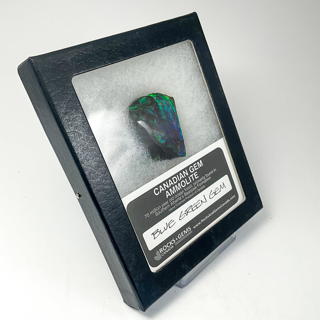 Ammolite Gem Display Box - Rocks and Gems Canada