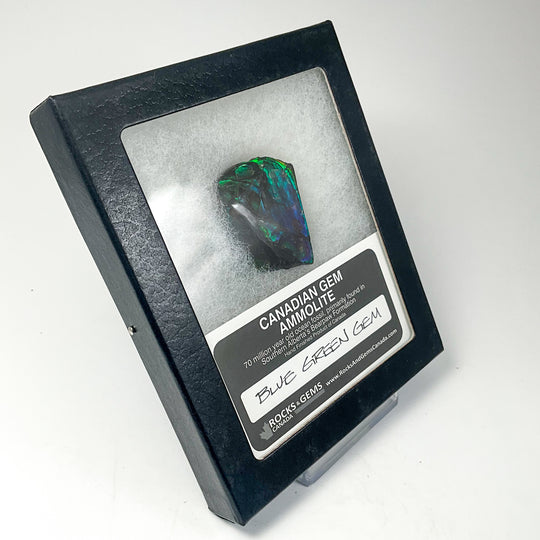 Ammolite Gem Display Box - Rocks and Gems Canada