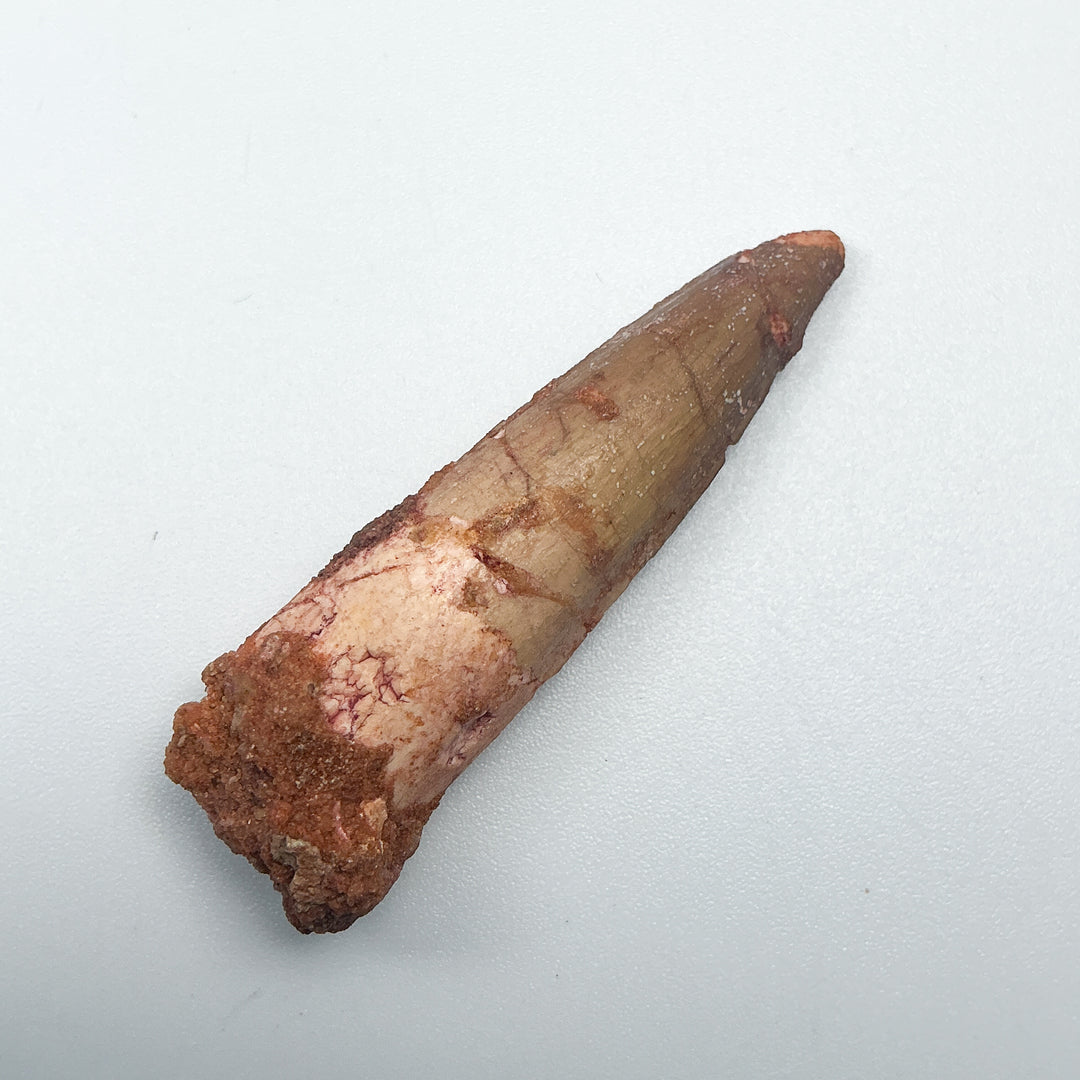 Fossilized Spinosaurus Tooth Specimen