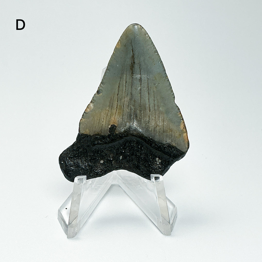 Fossilized Shark Tooth Specimen: Carcharodon Megalodon
