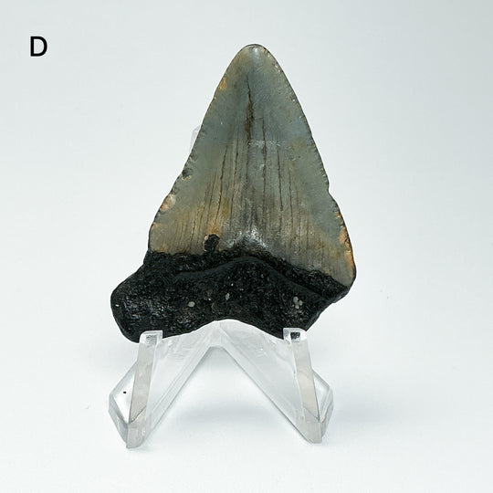 Fossilized Shark Tooth Specimen: Carcharodon Megalodon