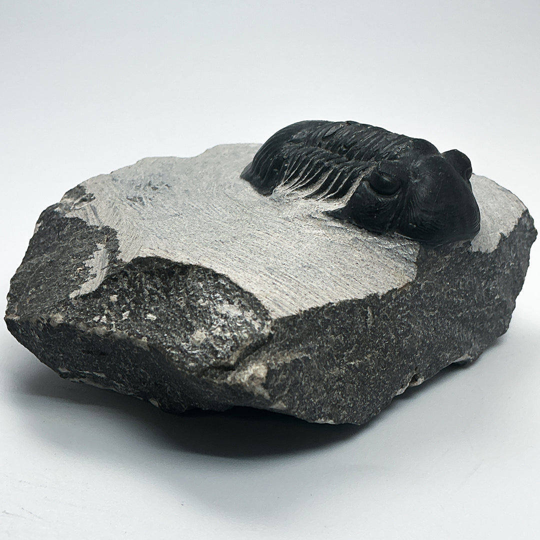 Trilobite Paralajurus Fossil