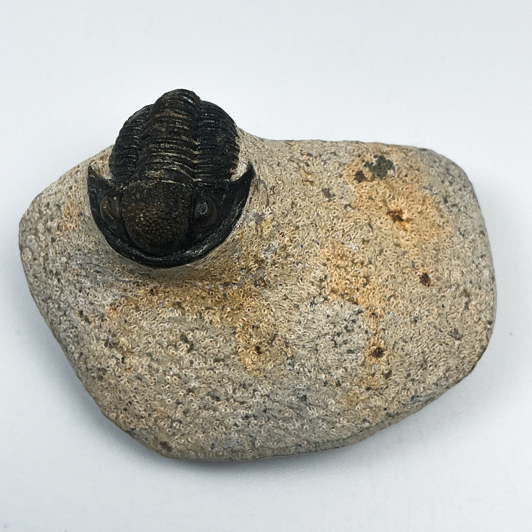 Trilobite Proetus Fossil