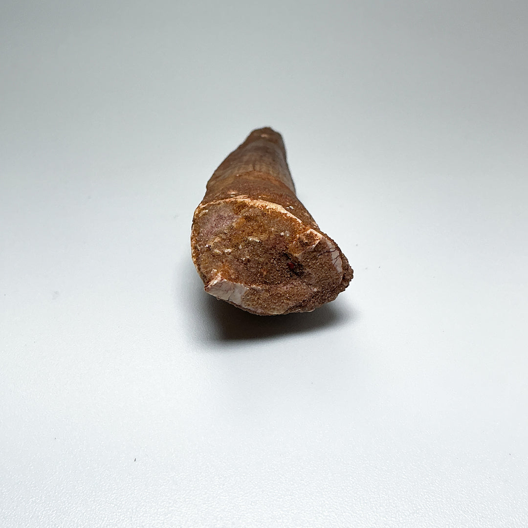 Fossilized Spinosaurus Tooth Specimen