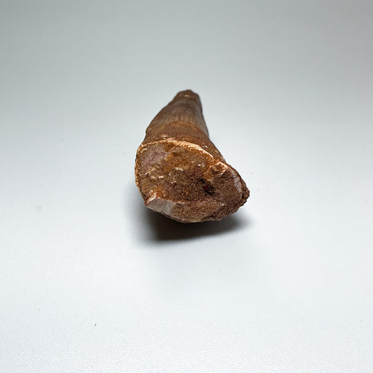 Fossilized Spinosaurus Tooth Specimen