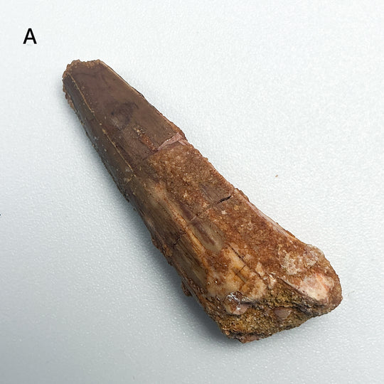 Fossilized Spinosaurus Tooth Specimen