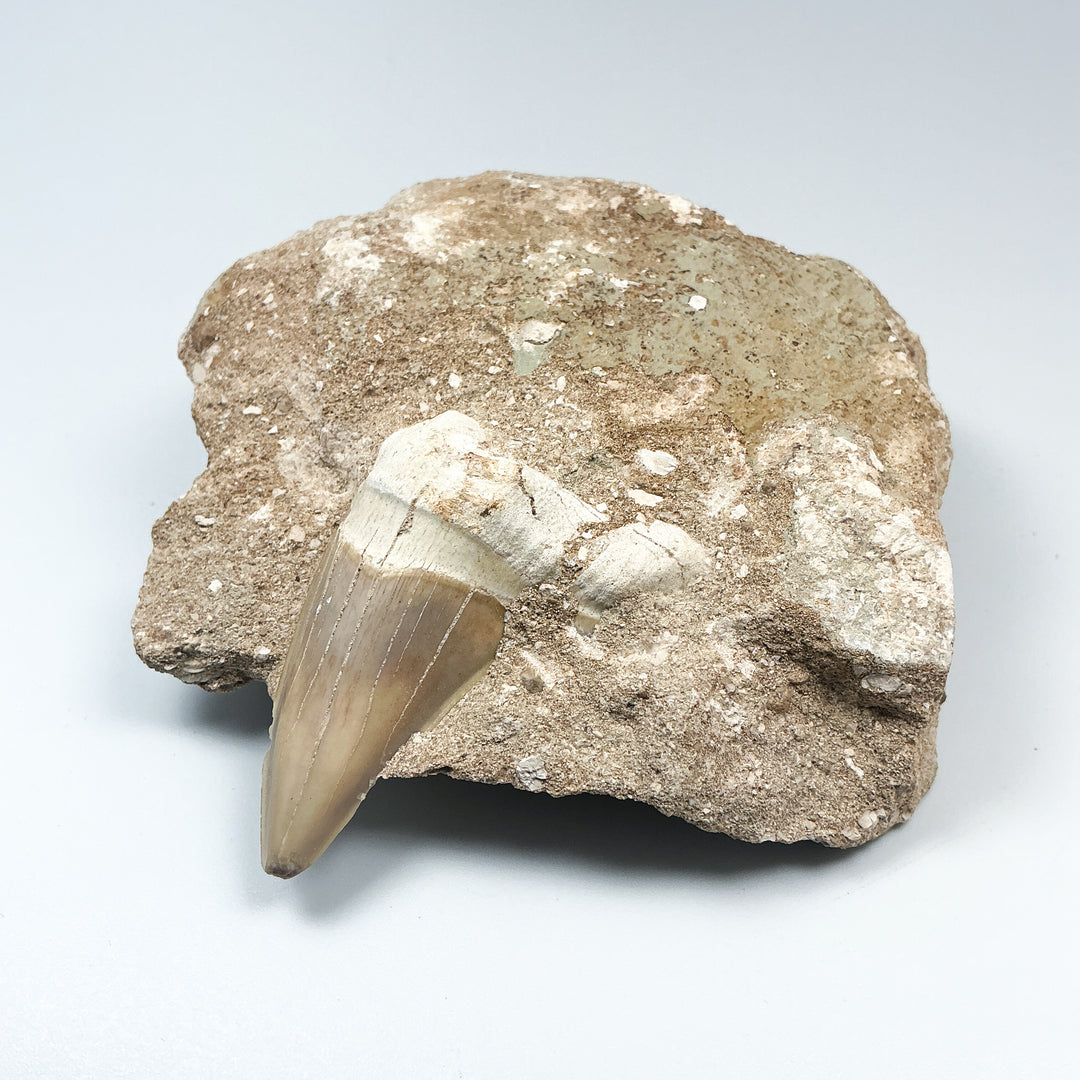 Fossilized Otodus/Lamna Shark Tooth Specimen in Matrix - Rocks and Gems Canada