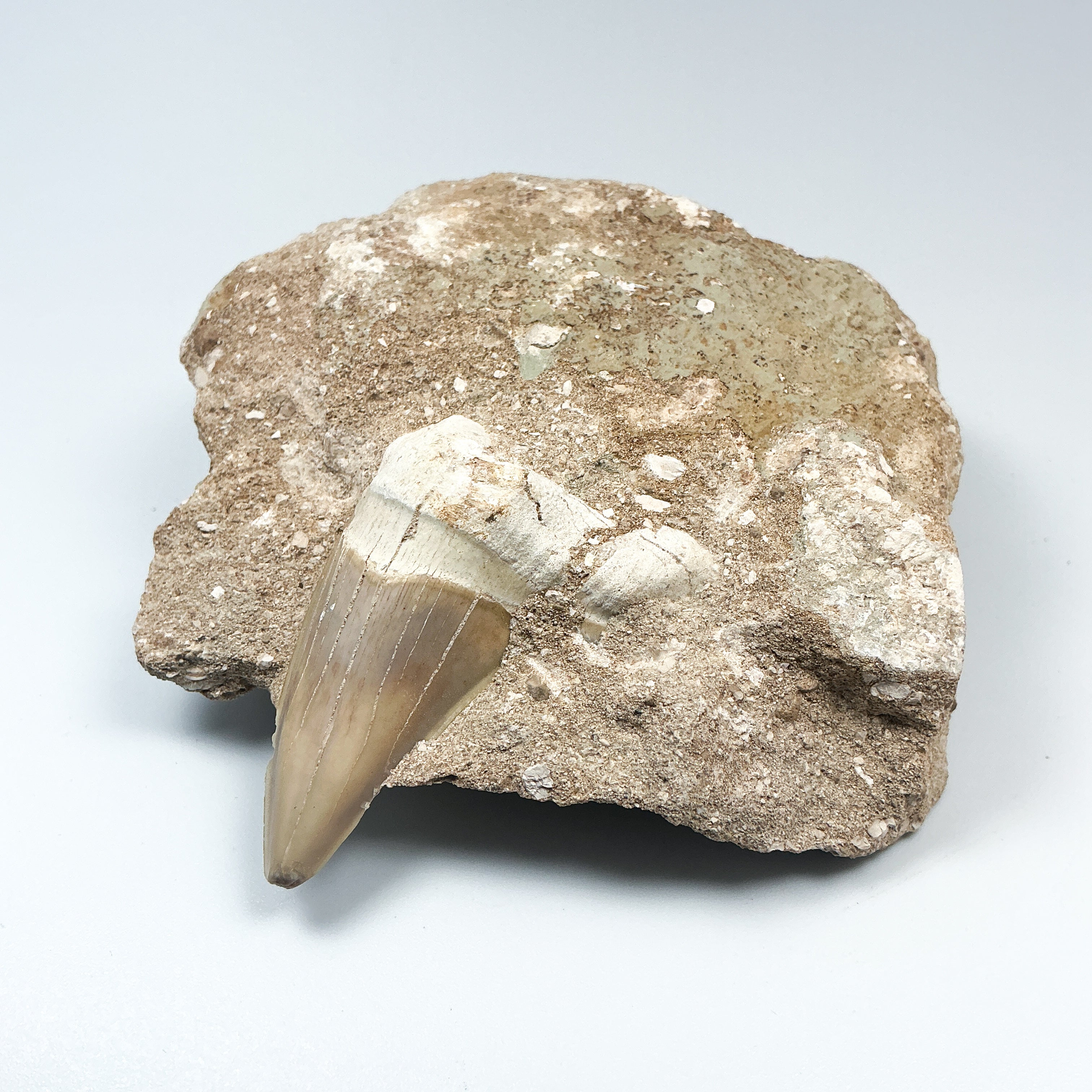 Fossilized Otodus/Lamna Shark Tooth Specimen in Matrix - Rocks and Gems Canada
