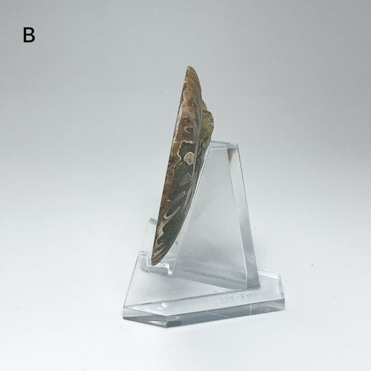 Chambered Ammonite