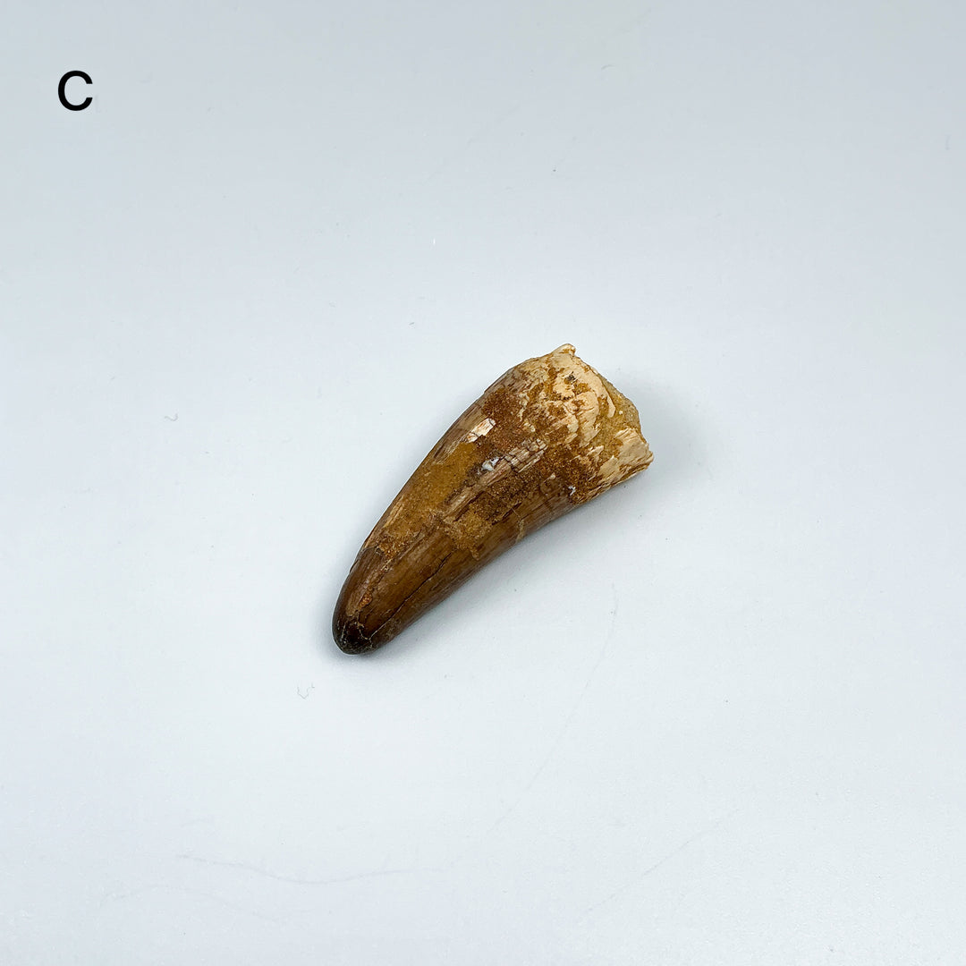 Fossilized Spinosaurus Tooth Specimen