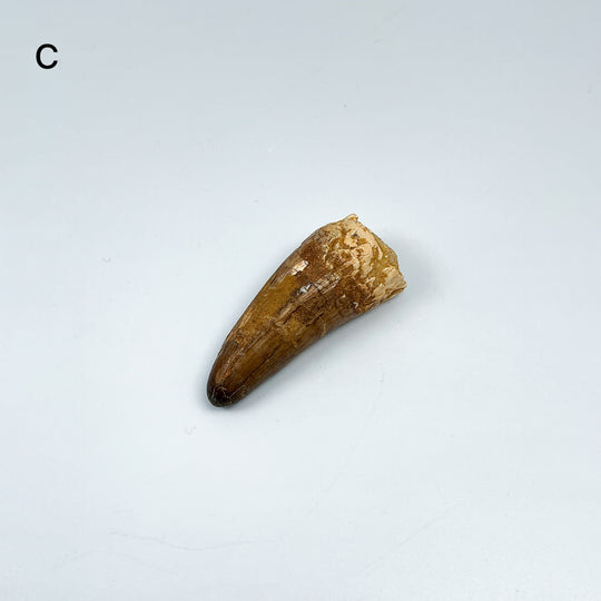 Fossilized Spinosaurus Tooth Specimen