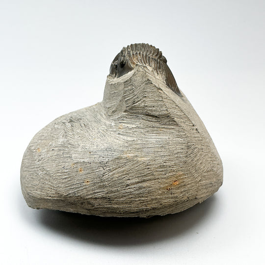 Trilobite Scutellum Fossil