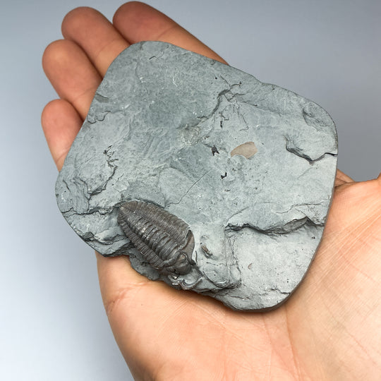 Trilobite Flexicalymene Fossil