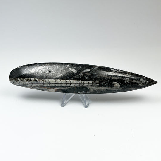 Polished Orthoceras Fossil
