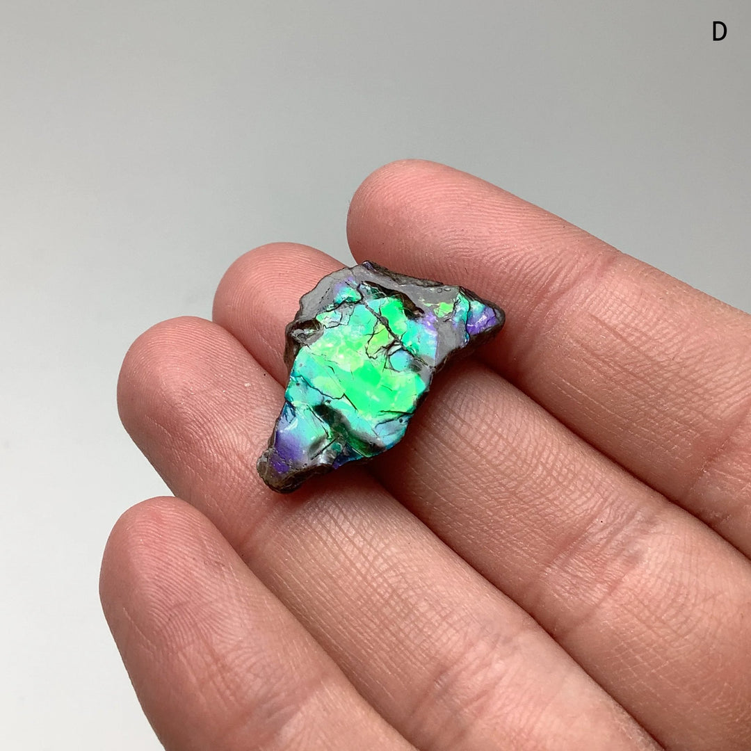 Ammolite Specimen - Rocks and Gems Canada