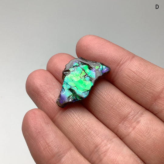 Ammolite Specimen - Rocks and Gems Canada