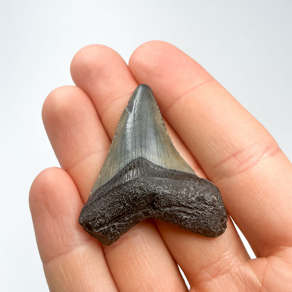 Fossilized Shark Tooth Specimen: Carcharodon Megalodon