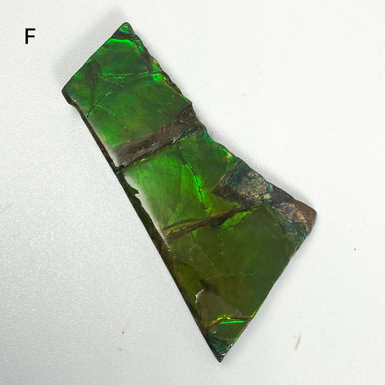 Ammolite Specimen