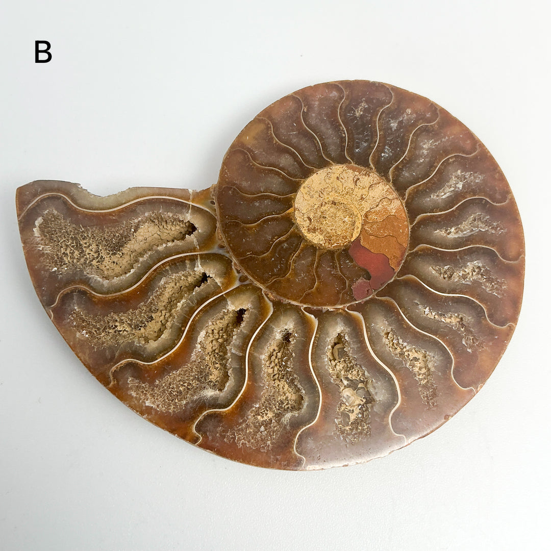 Chambered Ammonite
