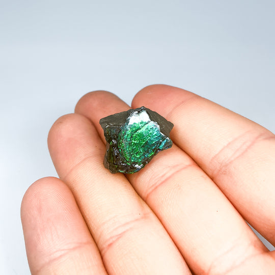 Ammolite Specimen