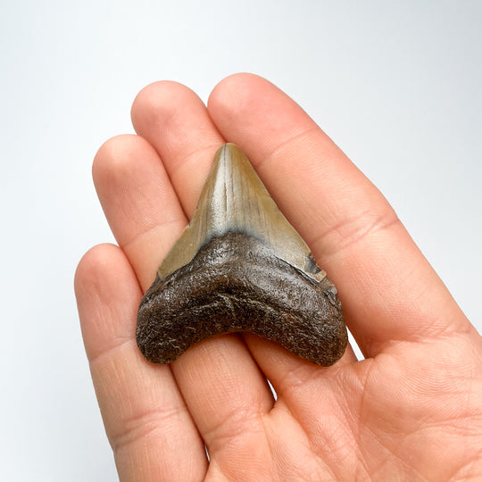 Fossilized Shark Tooth Specimen: Carcharodon Megalodon