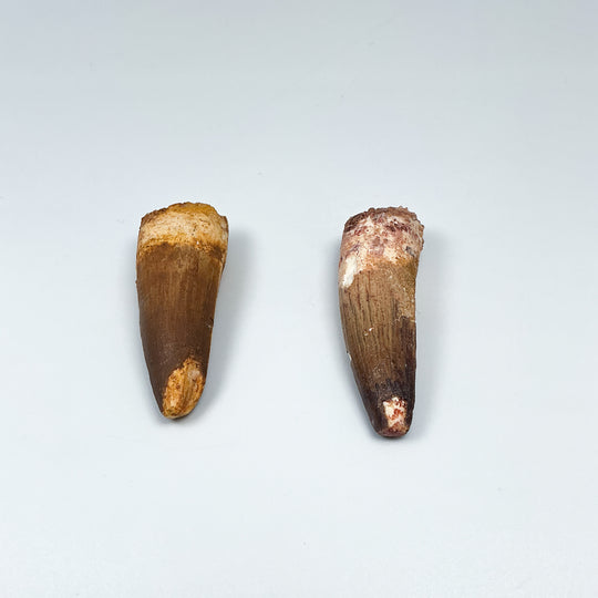 Fossilized Spinosaurus Tooth Specimen