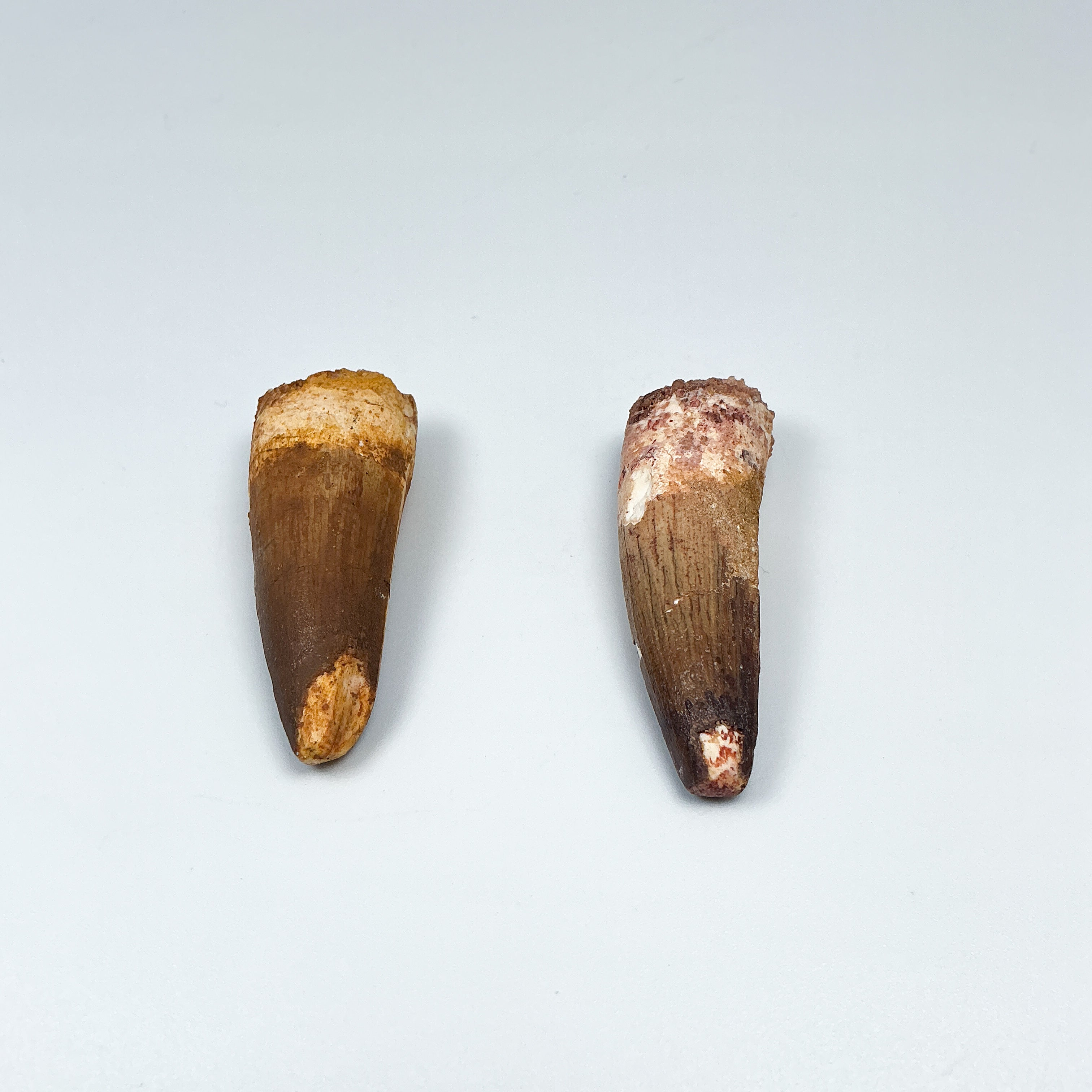 Fossilized Spinosaurus Tooth Specimen - Rocks and Gems Canada