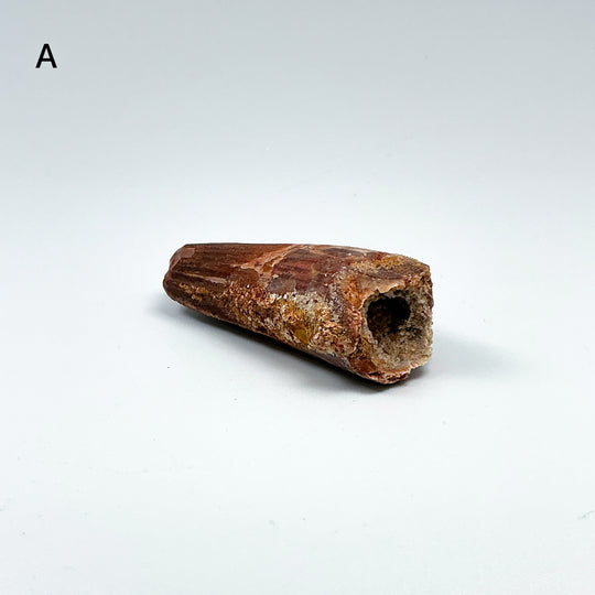 Fossilized Spinosaurus Tooth Specimen