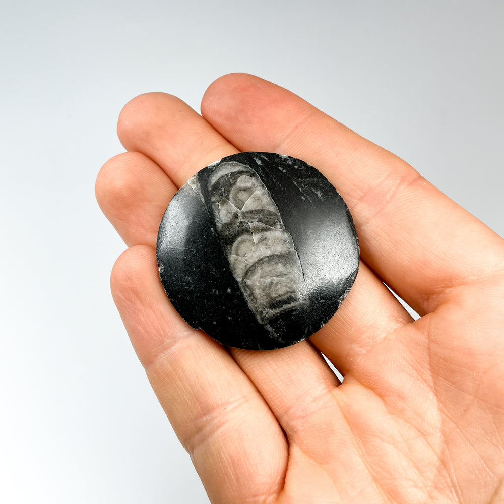 Round Polished Orthoceras Fossil