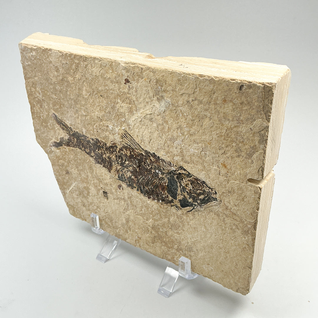 Fish Fossil