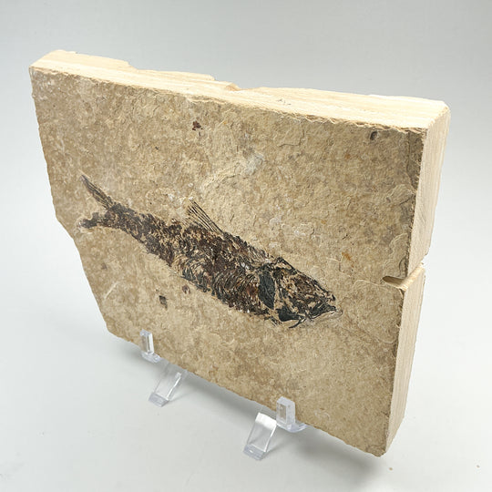 Fish Fossil
