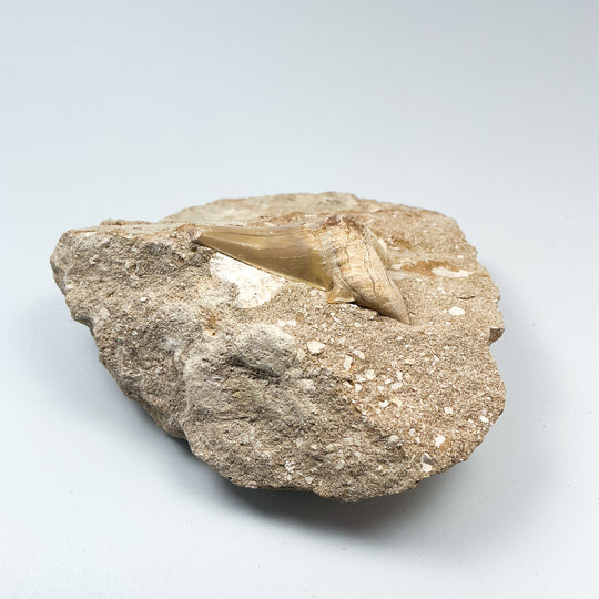 Fossilized Otodus/Lamna Shark Tooth Specimen in Matrix - Rocks and Gems Canada