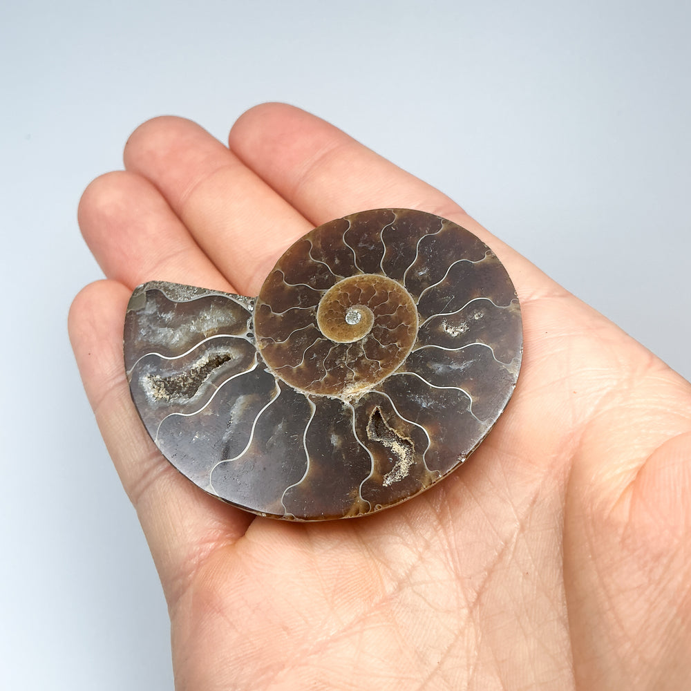 Chambered Ammonite