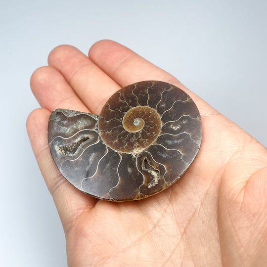 Chambered Ammonite