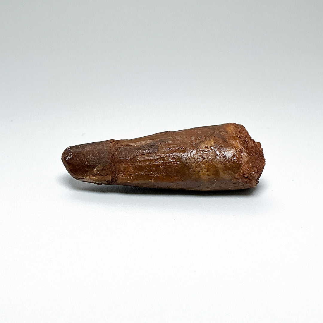 Fossilized Spinosaurus Tooth Specimen