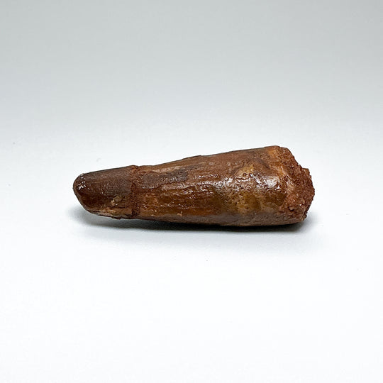 Fossilized Spinosaurus Tooth Specimen