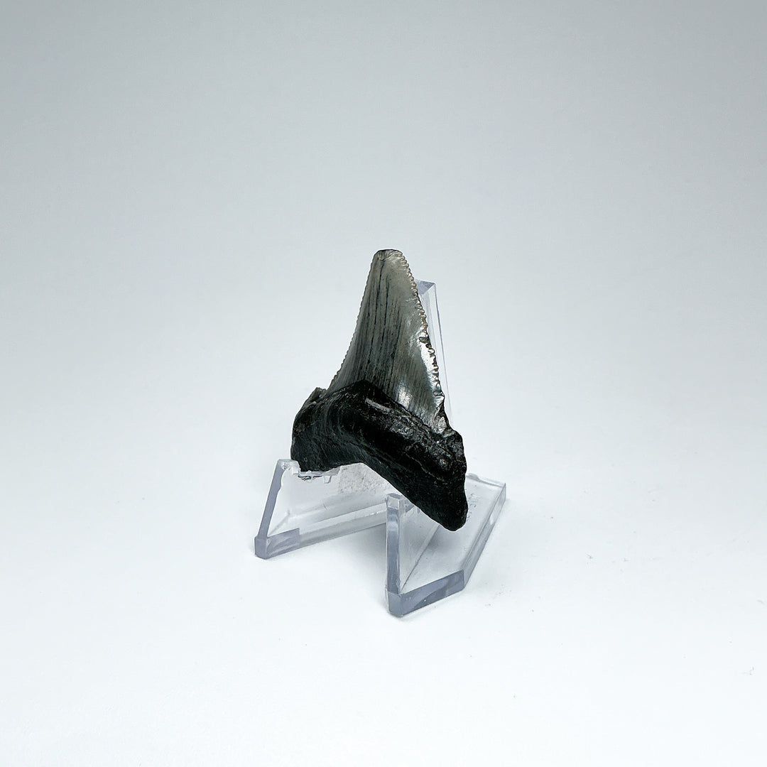 Fossilized Shark Tooth Specimen: Early Megalodon - Rocks and Gems Canada