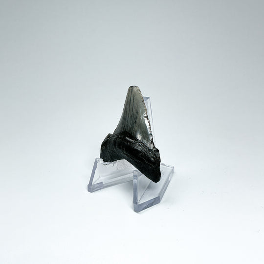 Fossilized Shark Tooth Specimen: Early Megalodon - Rocks and Gems Canada