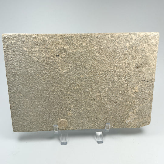 Fish Fossil