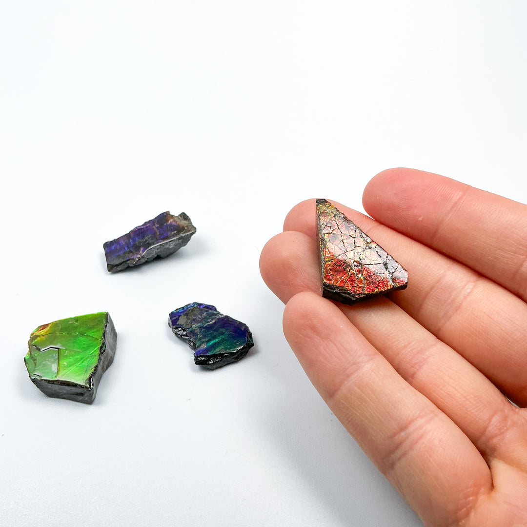 Ammolite Specimen