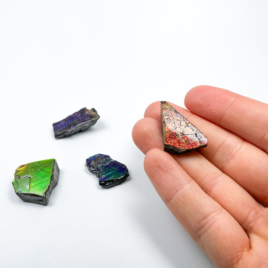 Ammolite Specimen
