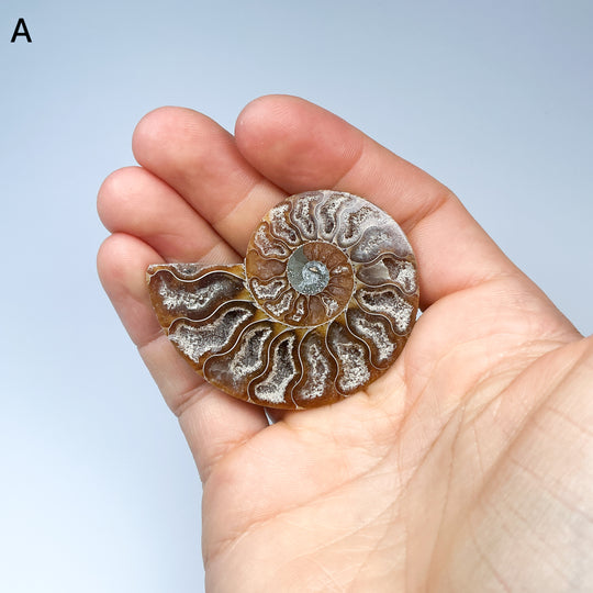 Chambered Ammonite