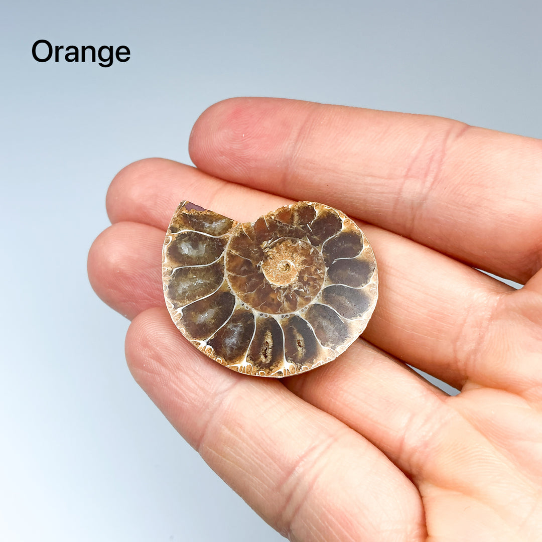 Chambered Ammonite - Rocks and Gems Canada